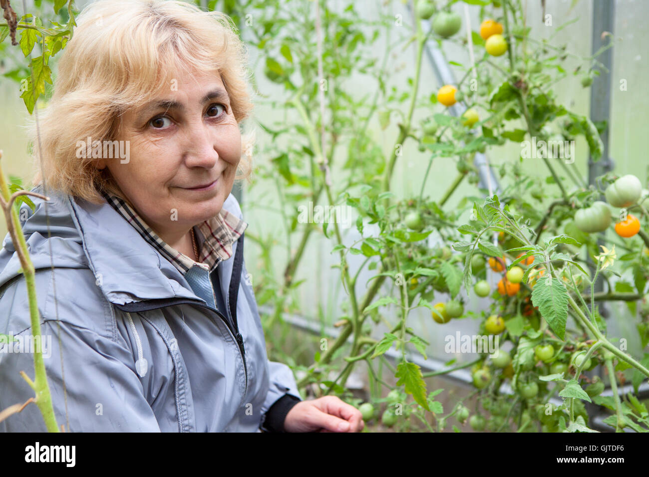 Smiling mature woman sitting in greenhouse with growing tomatoes Stock ...