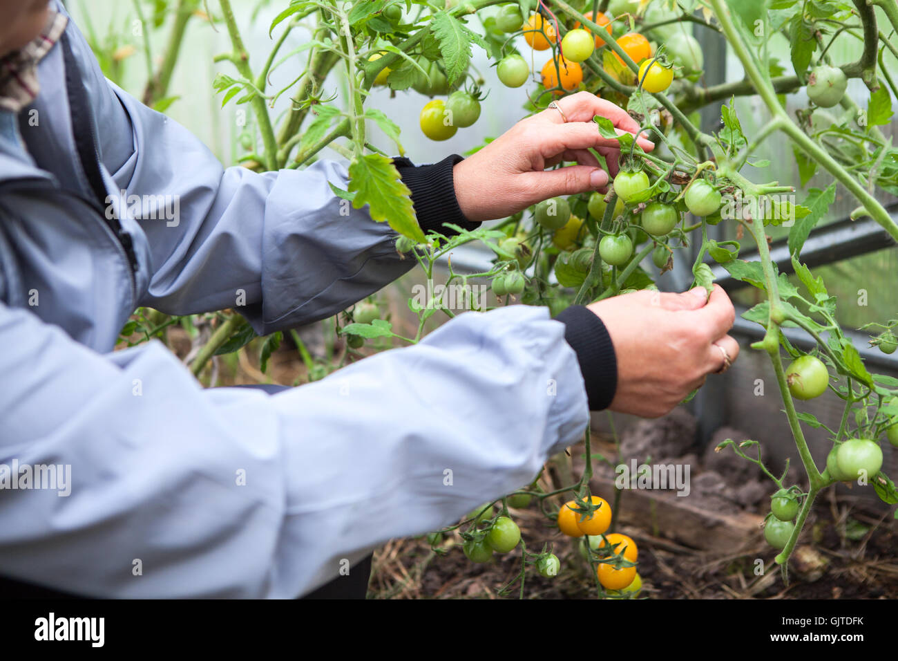 Female hands taking care of tomatoes in a greenhouse Stock Photo - Alamy
