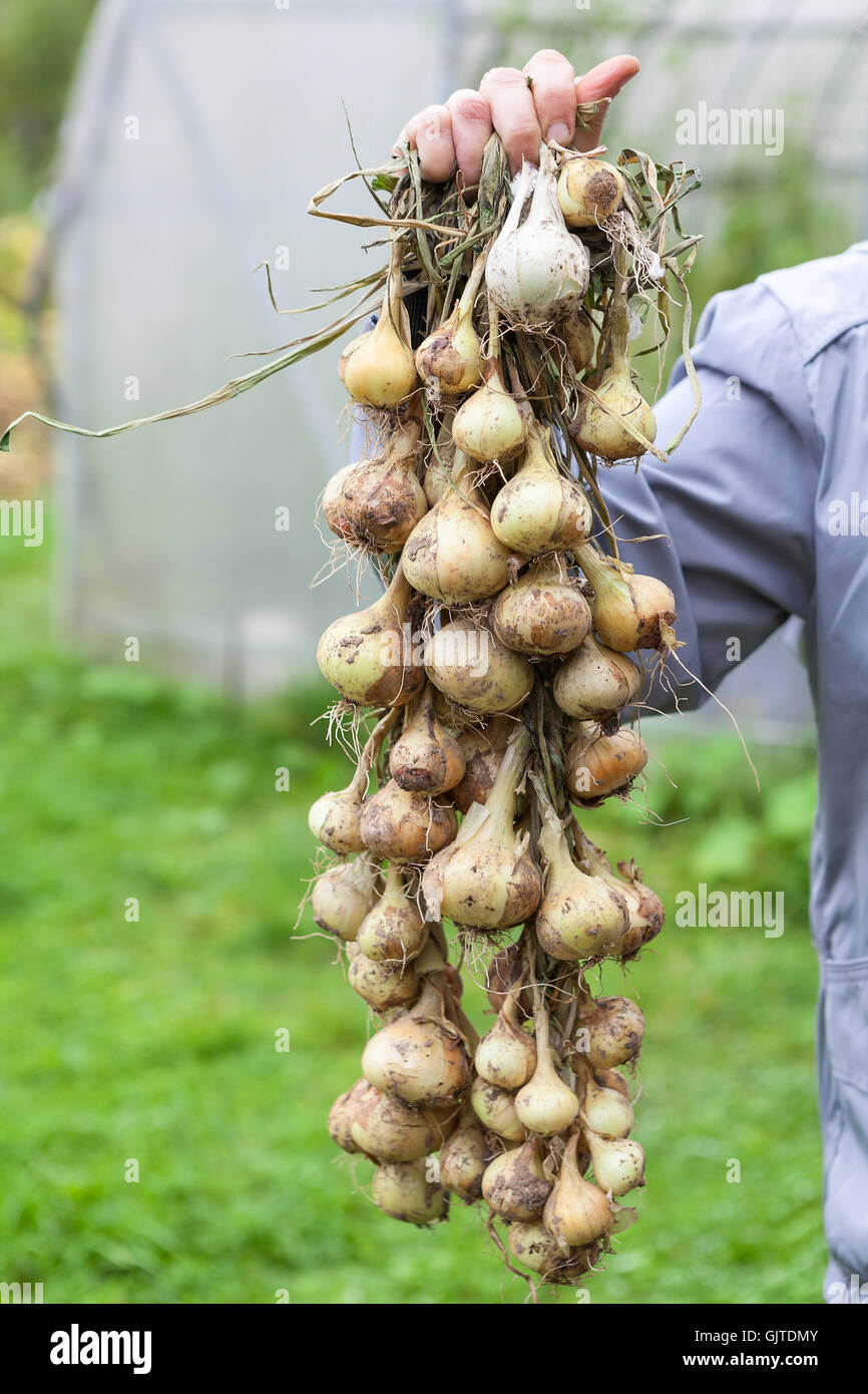 Big bunch of fresh onion hanging in hand of gardener Stock Photo Alamy