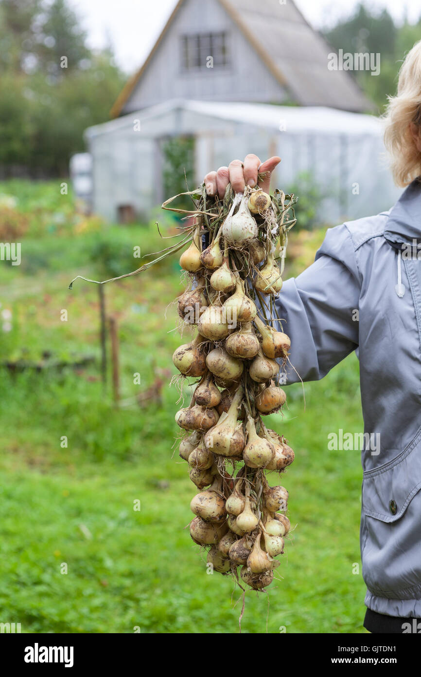 Long bunch of fresh onion hanging in hand of female gardener Stock