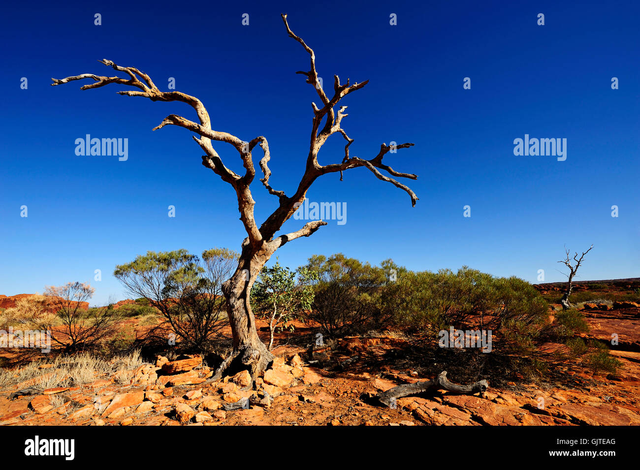 ghost eucalyptus kings canyon plateau Stock Photo