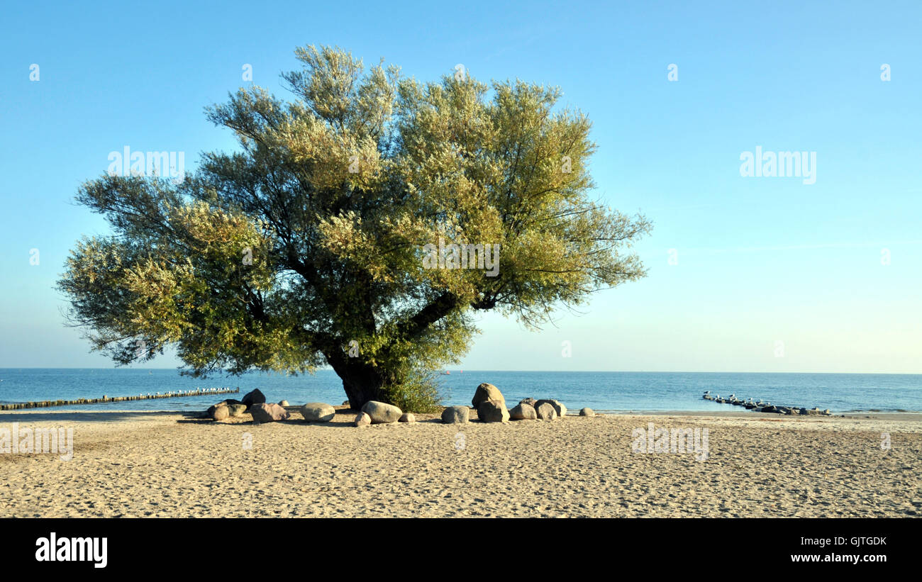 tree beach seaside Stock Photo Alamy