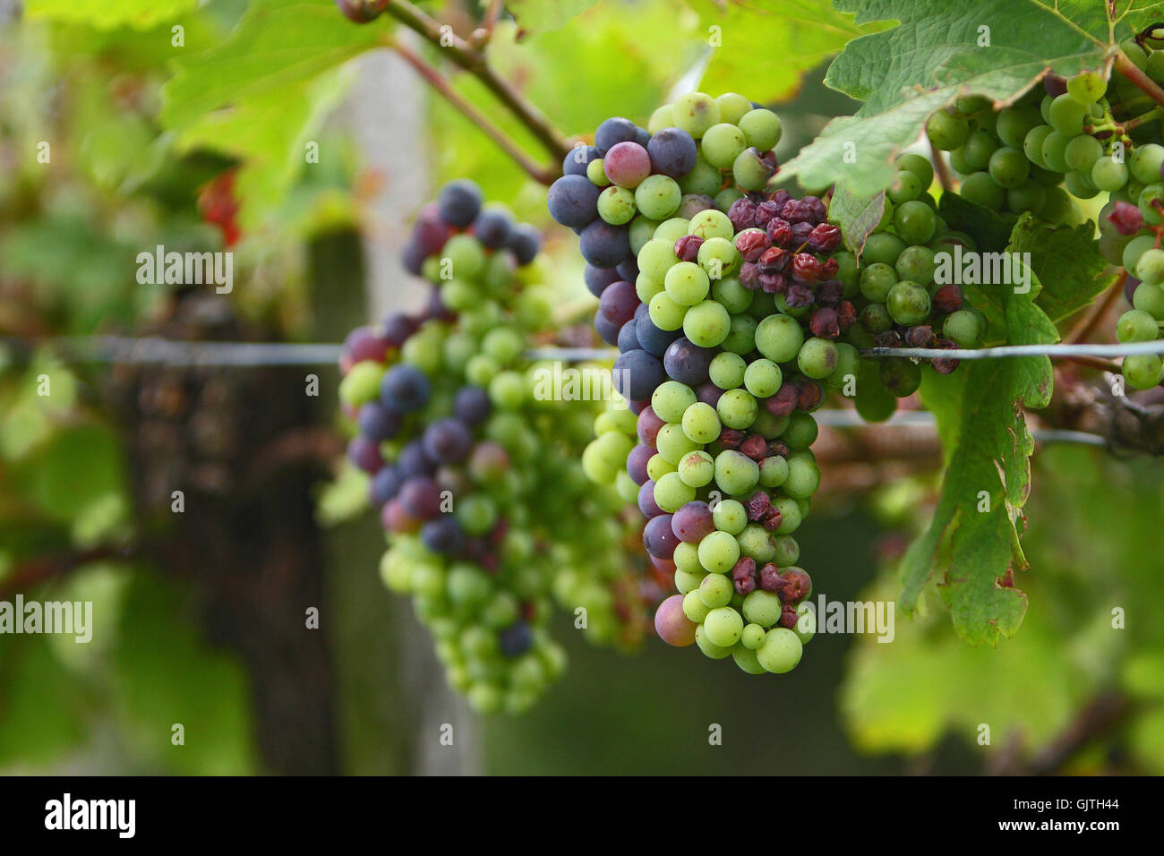 Grape vines hires stock photography and images Alamy