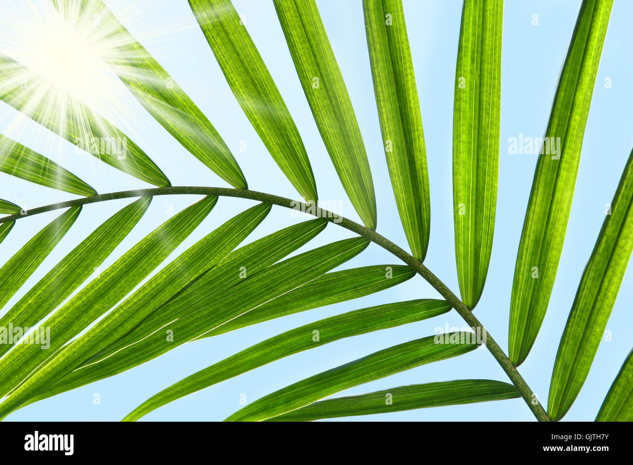 blue leaf tree Stock Photo - Alamy