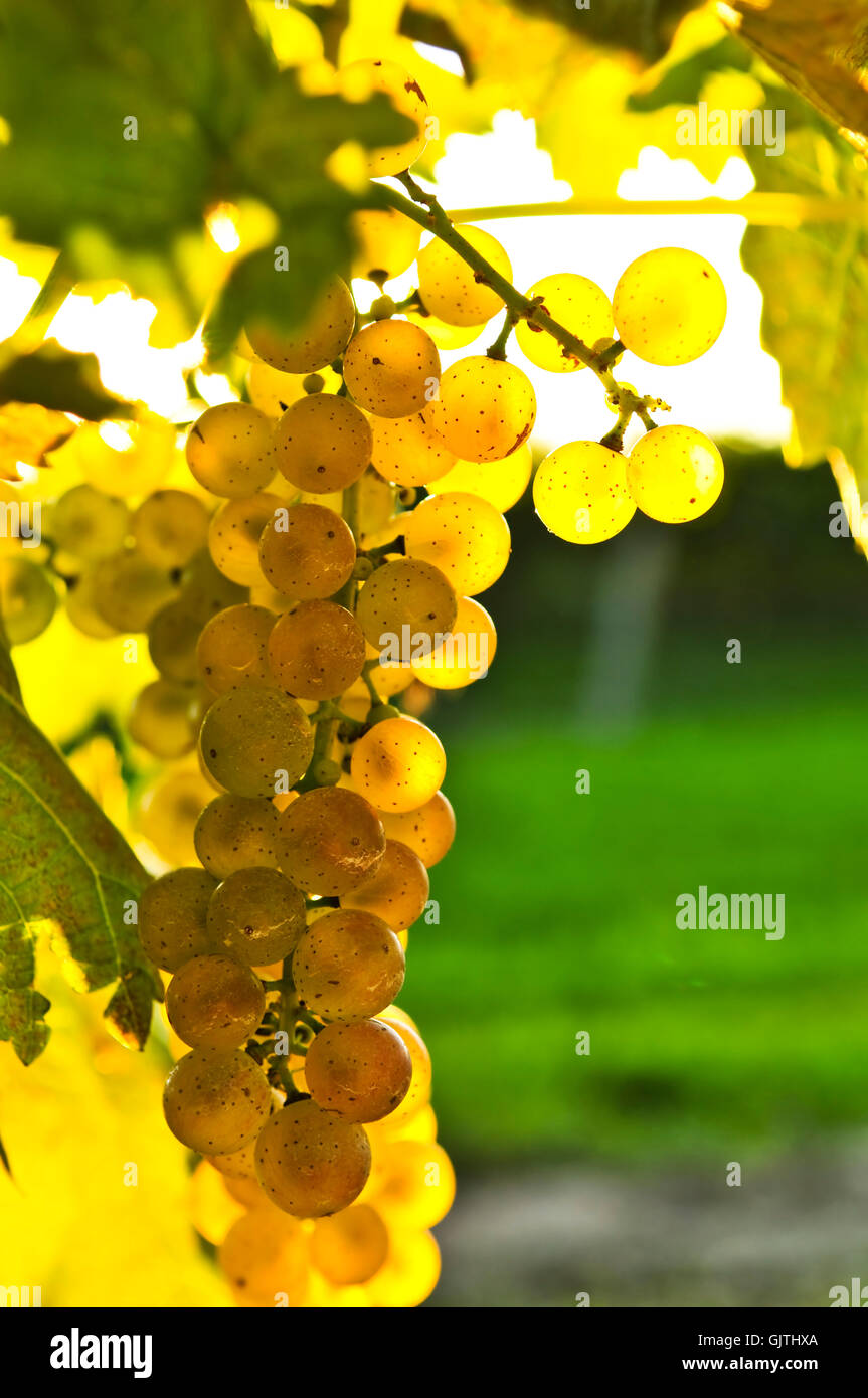 green leaves grapes Stock Photo
