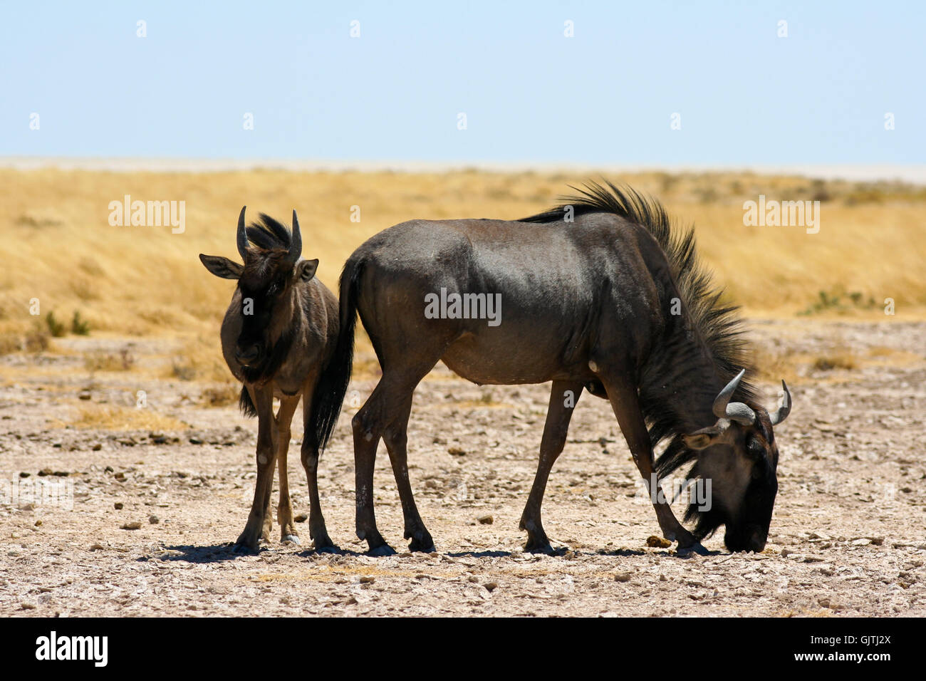 wildebeest in the etosha national park,namibia Stock Photo