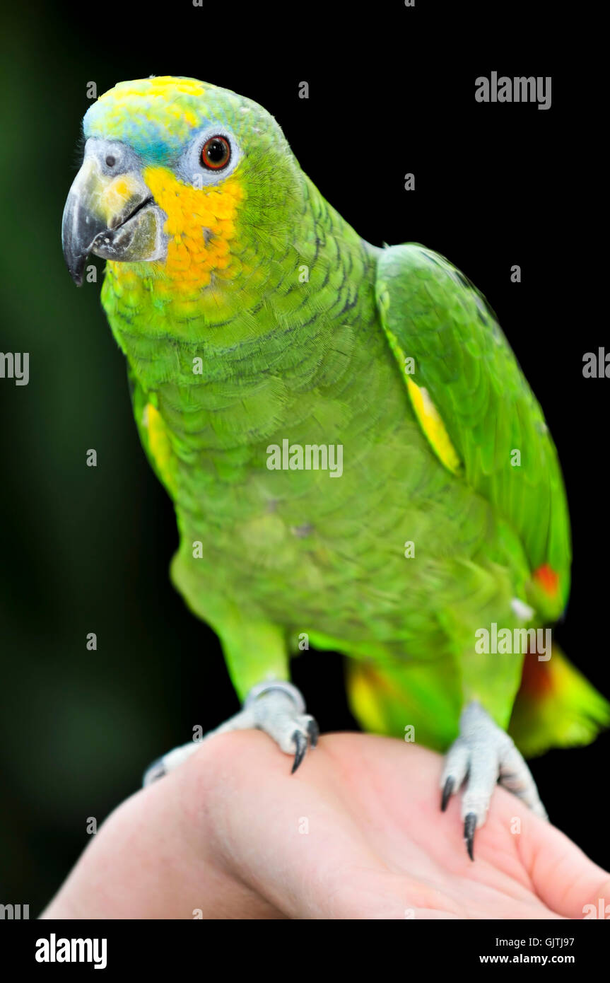 pet bird amazon Stock Photo