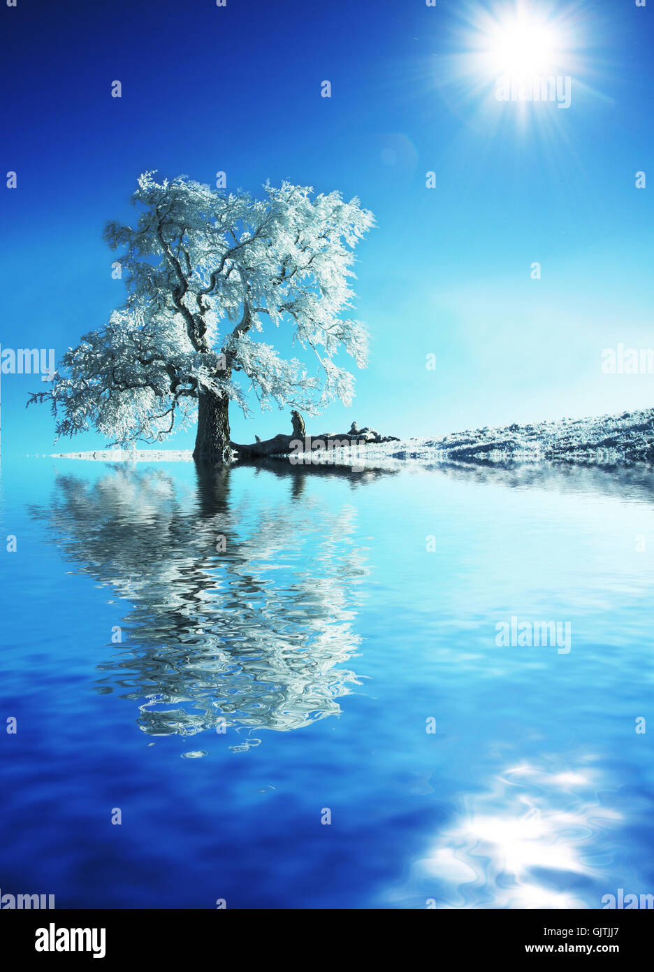 tree winter cold Stock Photo - Alamy