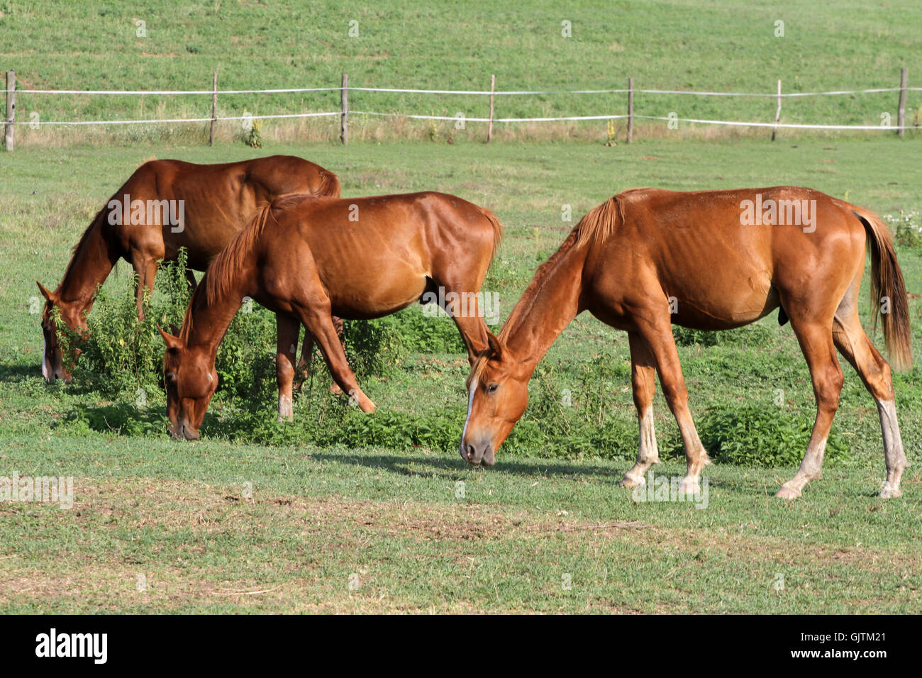Purebred angloarabian horses grazing in pasture enjoying summer