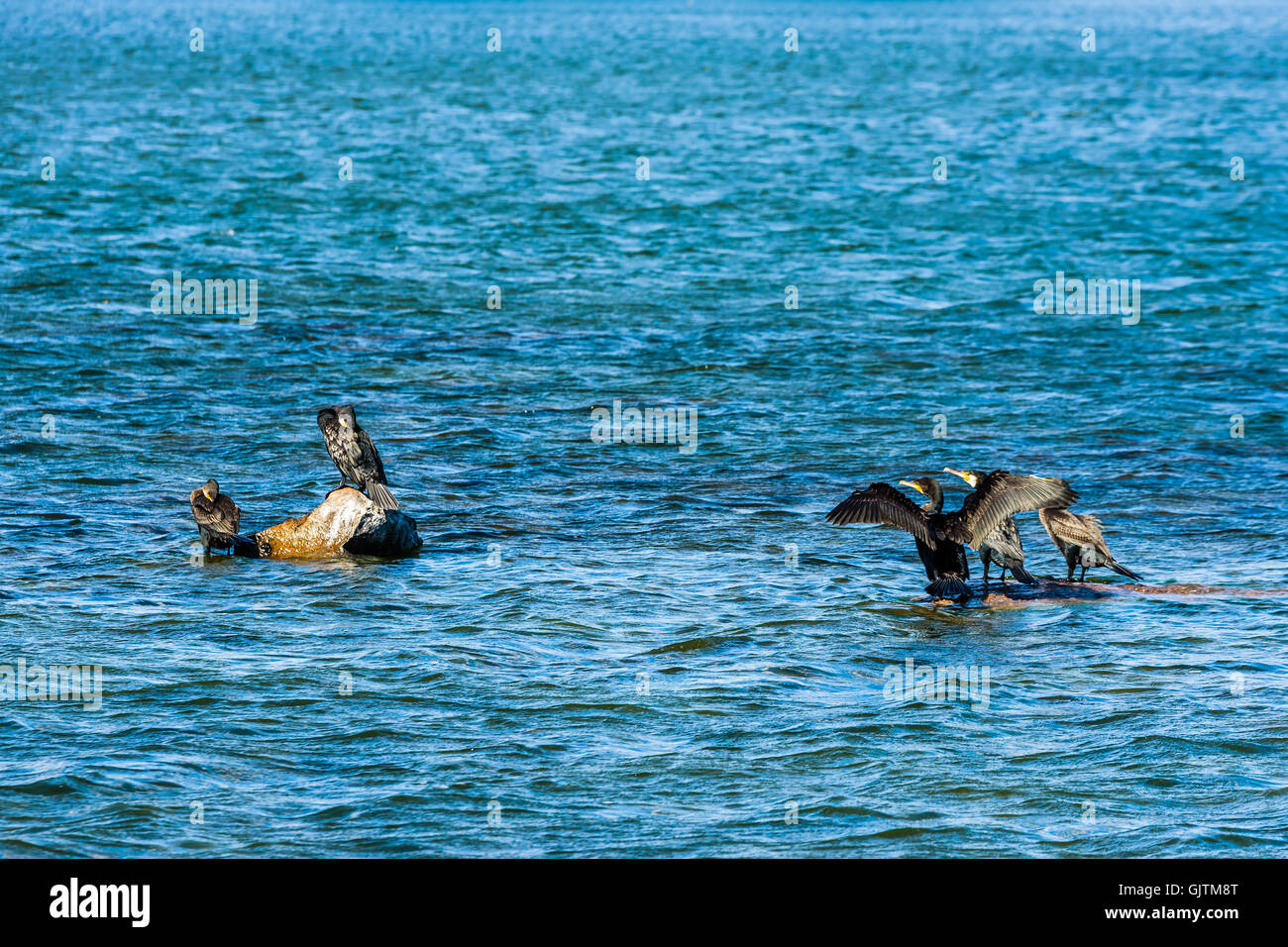 Some great cormorant (Phalacrocorax carbo) sitting on rocks in the seawater in south eastern Sweden. Stock Photo