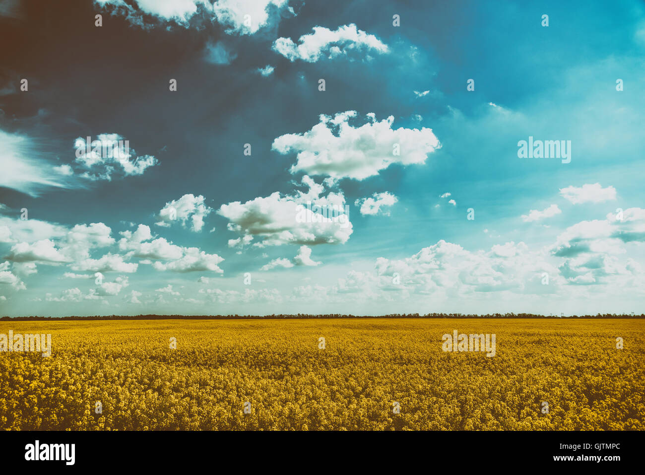 Yellow Rapeseed Flowers Field With Blue Sky Stock Photo - Alamy