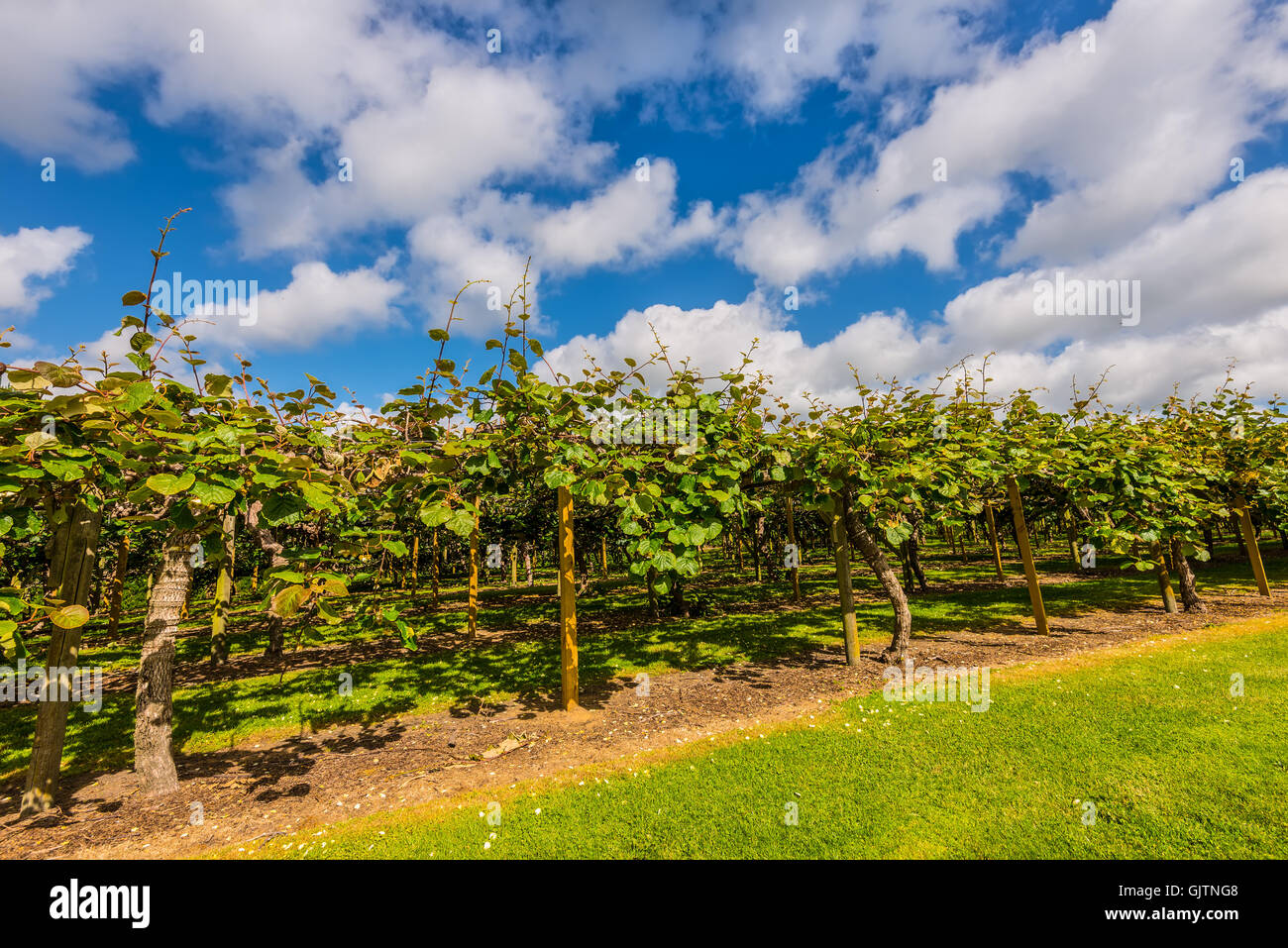 Kiwi fruit (Actinidia deliciosa) plantation, New Zealand Stock Photo