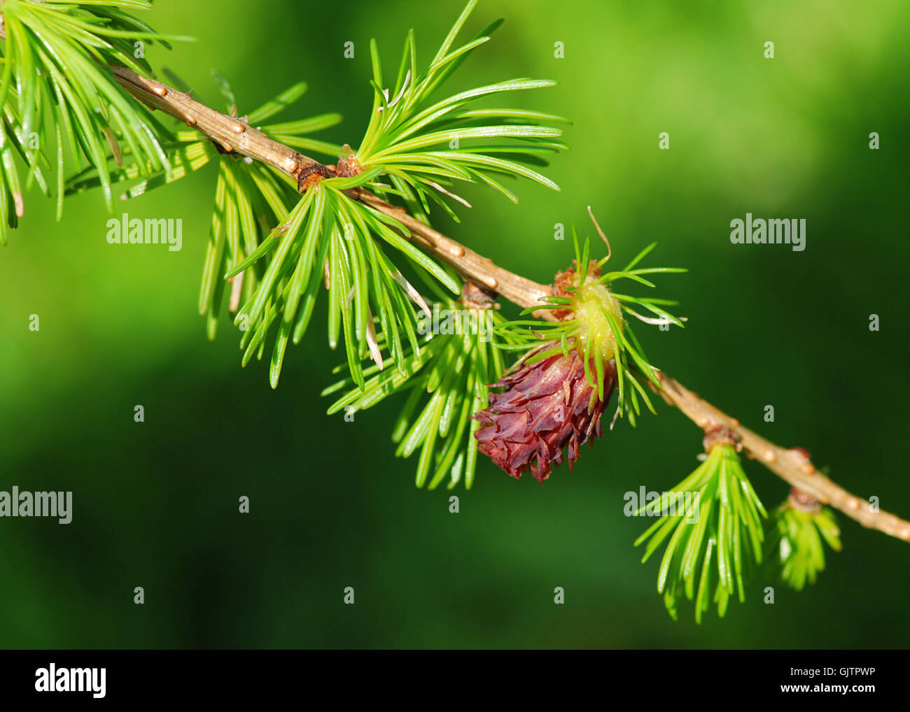 detail tree cone Stock Photo - Alamy