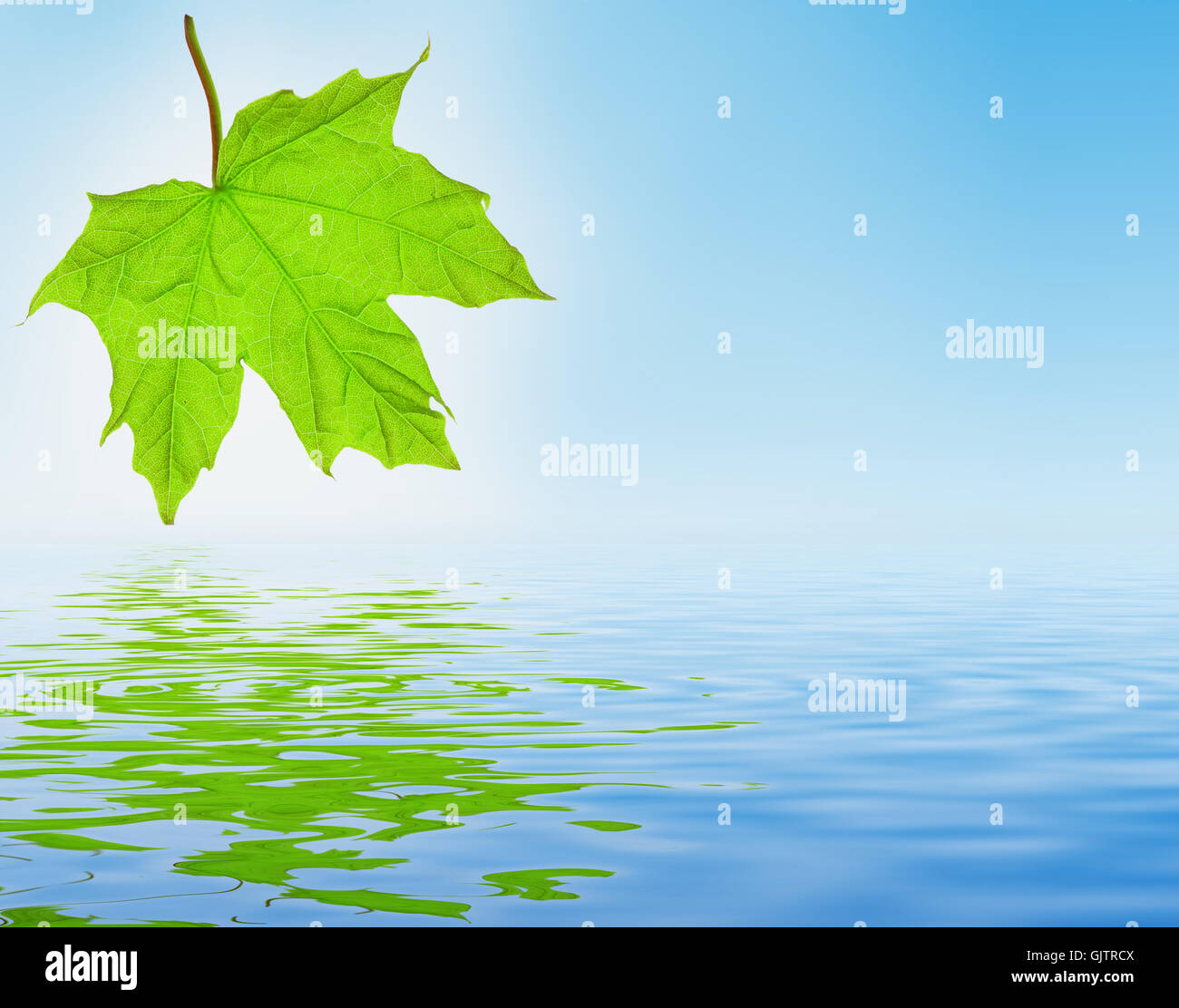 leaf green reflection Stock Photo Alamy