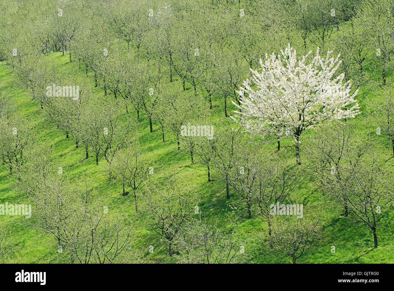 single tree bloom Stock Photo - Alamy