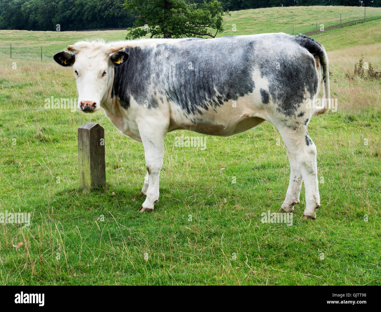 Grey and White Cow at Studley Park near Ripon North Yorkshire England