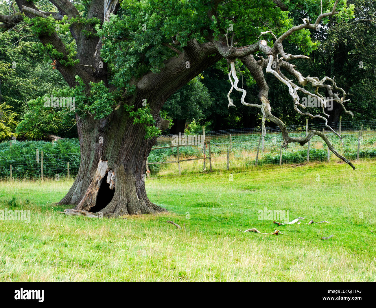 Hollow oak tree hires stock photography and images Alamy