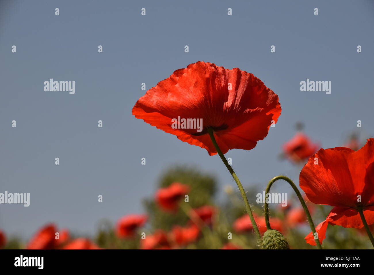 Oriental poppy  against the vivid blue sky blowing in the wind Stock Photo