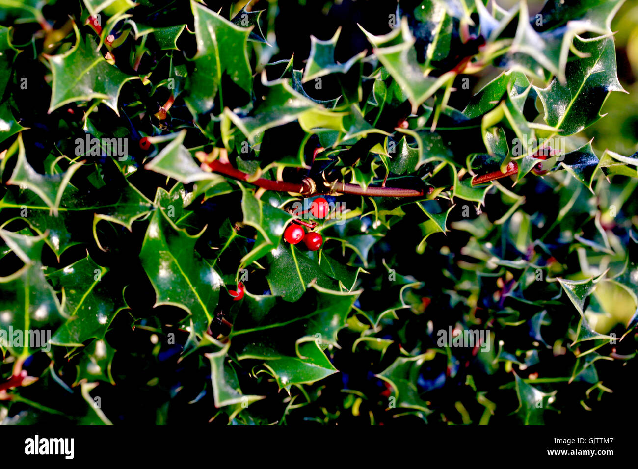 Holly bush with red berries Stock Photo Alamy