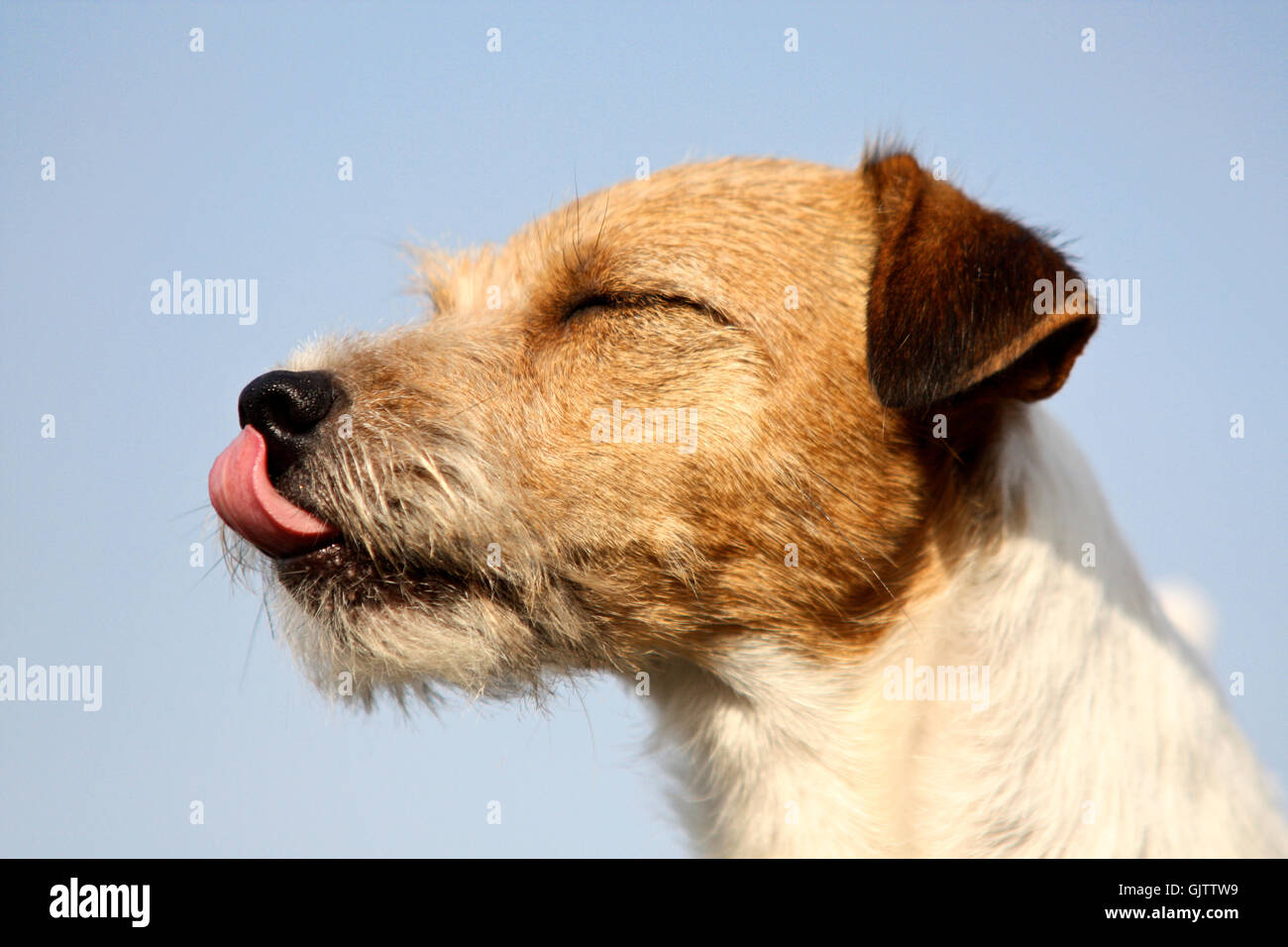 tongue portrait dog Stock Photo