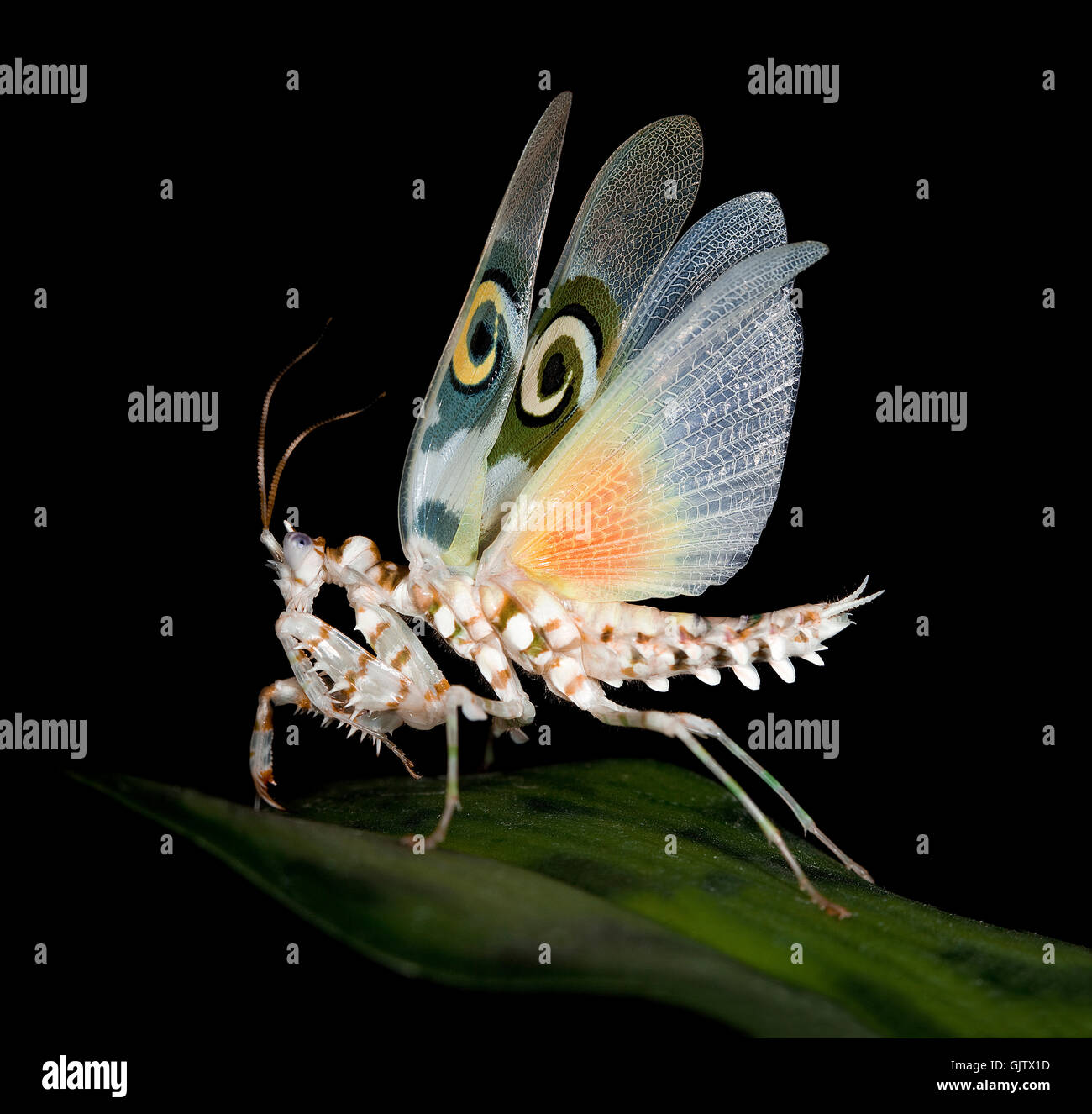 butterfly wing grasshopper Stock Photo
