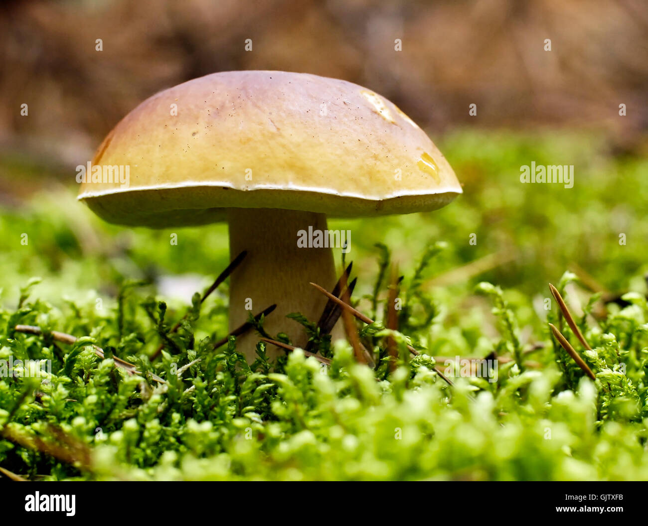 Yellow boletus hi-res stock photography and images - Alamy