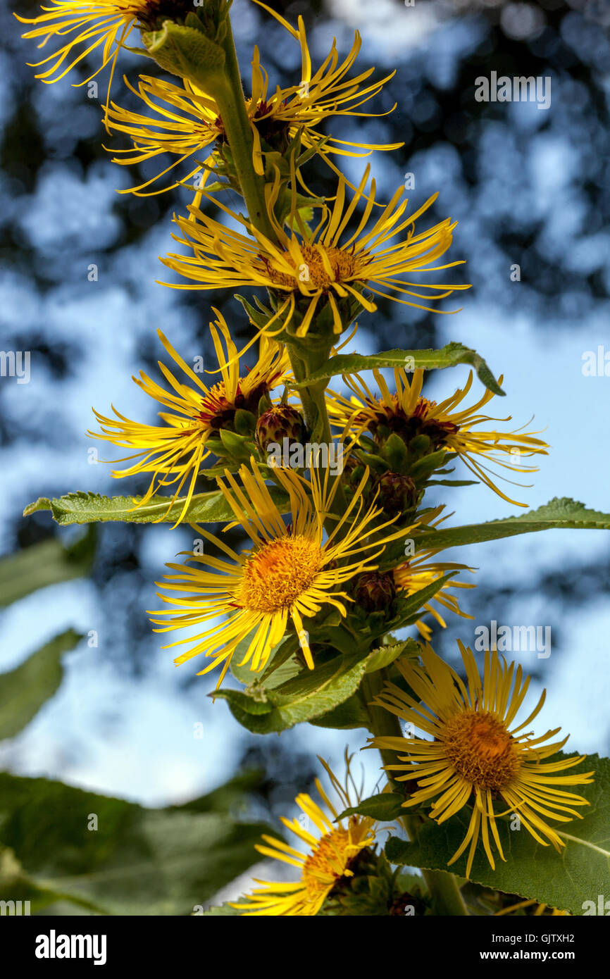 Inula racemosa, yellow flowers Stock Photo