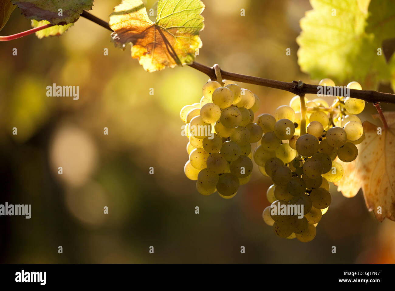 grapes vine grape vine Stock Photo
