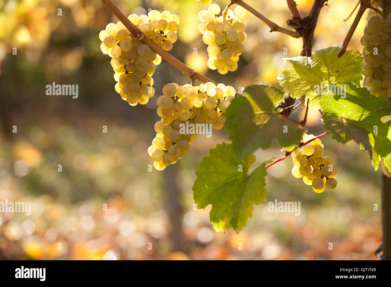 grapes vine grape vine Stock Photo