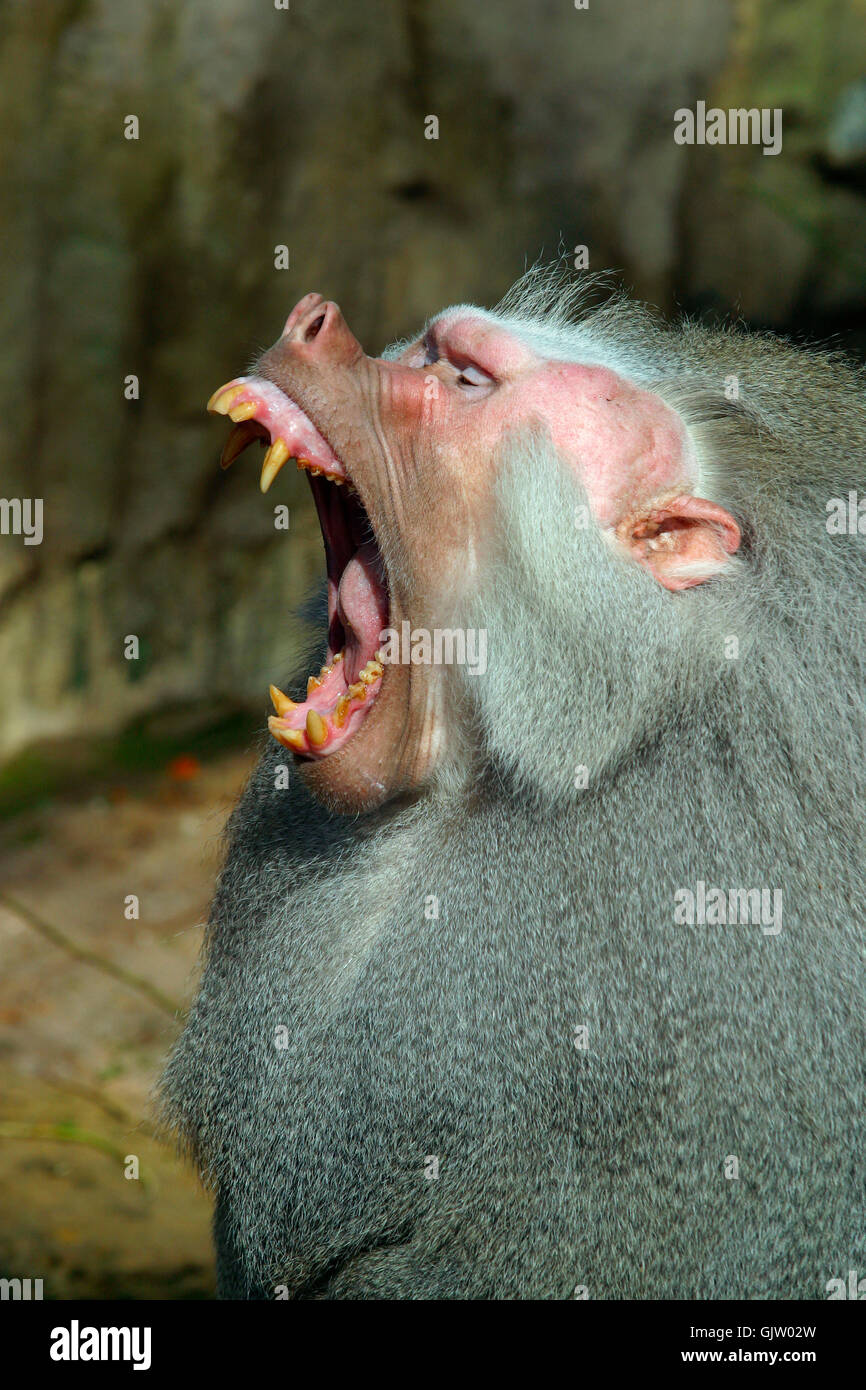 Amazing wild animals hi-res stock photography and images - Alamy