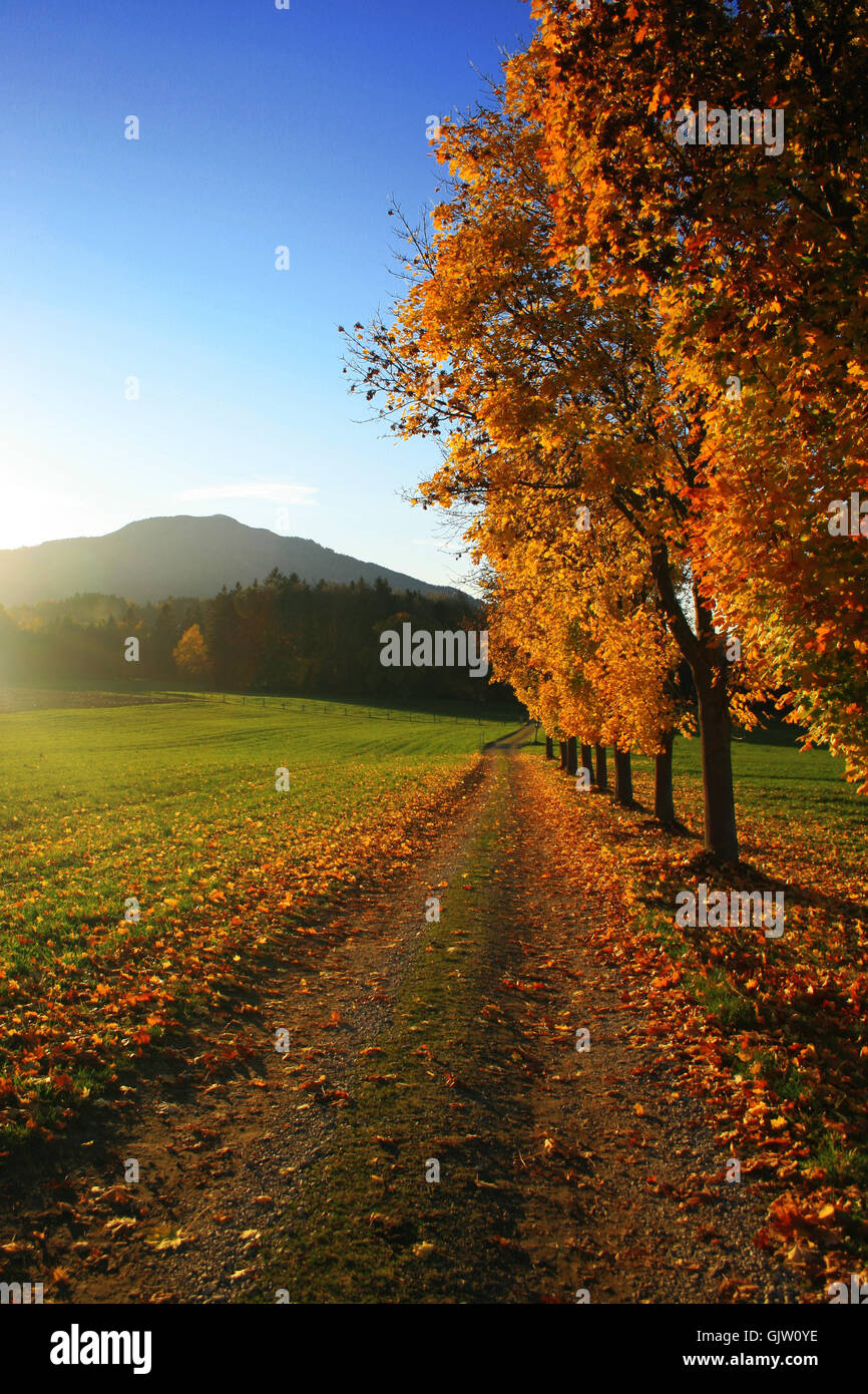 Trees leaf hi-res stock photography and images - Alamy