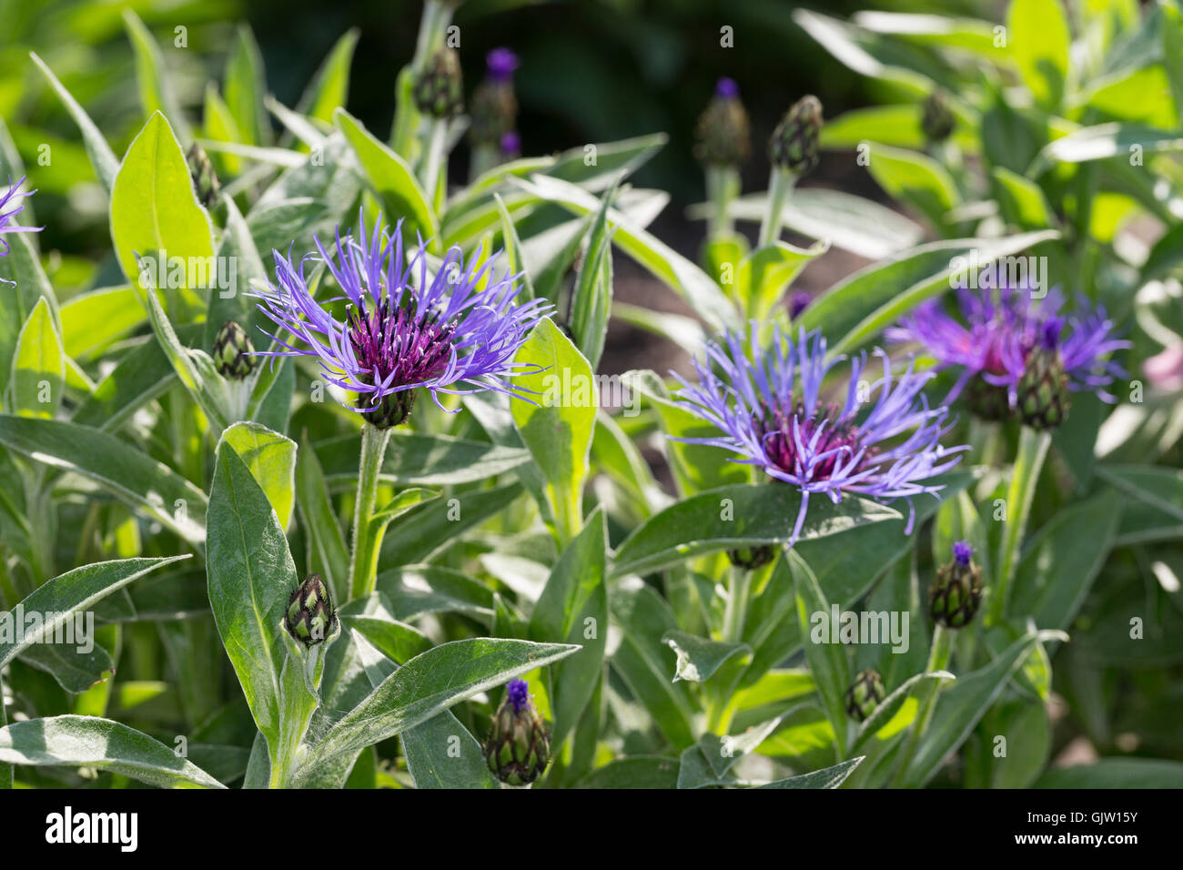 Berg-Flockenblume, Bergflockenblume, Centaurea montana, Perennial cornflower, mountain cornflower, bachelor's button, montane kn Stock Photo