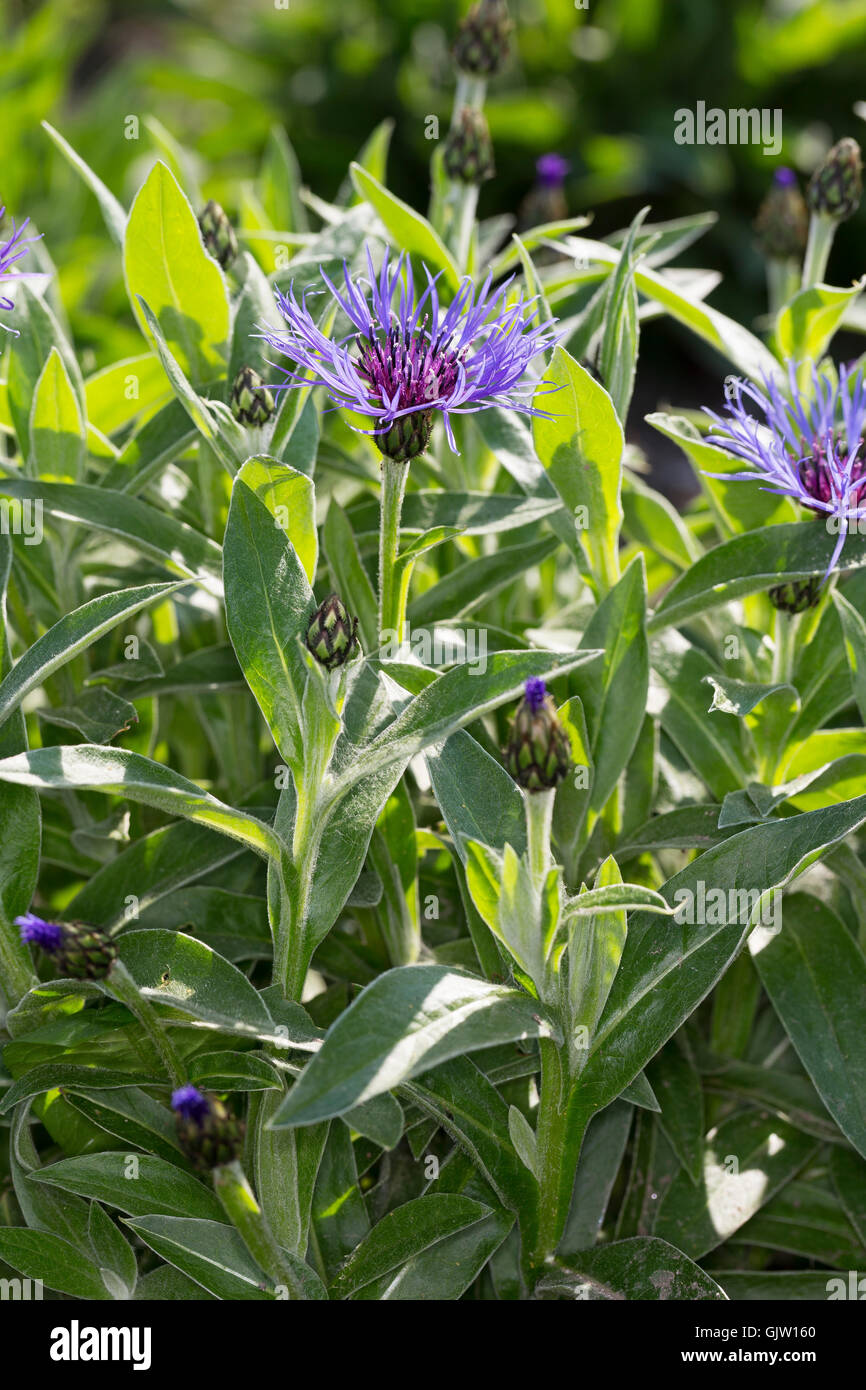 Berg-Flockenblume, Bergflockenblume, Centaurea montana, Perennial cornflower, mountain cornflower, bachelor's button, montane kn Stock Photo