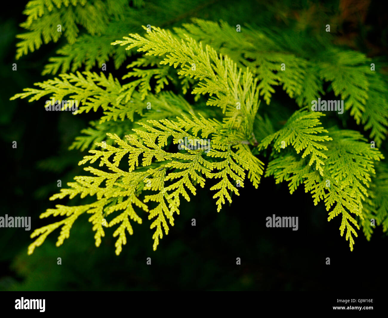conifer cypress plant species Stock Photo