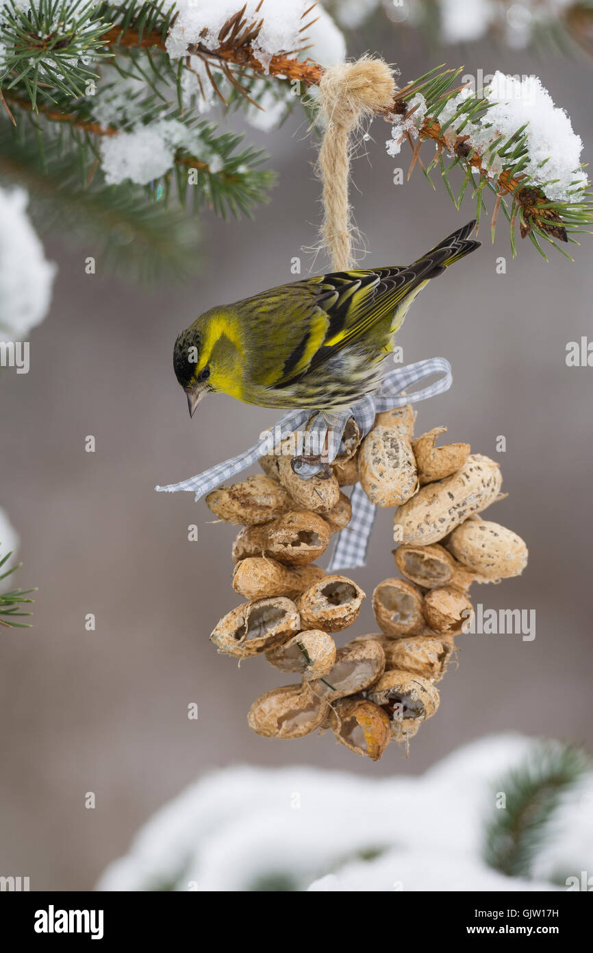 Erlenzeisig, Männchen, selbstgemachtes Vogelfutter, selbstgemachtes Vogelfutter, Erdnusskette, Erdnußkette, Erdnuß, Erdnüsse, Wi Stock Photo