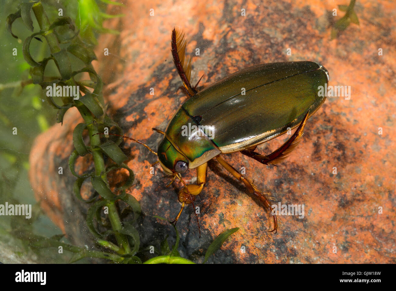 Gelbrandkäfer, Männchen, Dytiscus dimidiatus, Diving Beetle, Thick-horned Dytiscus, male Stock Photo
