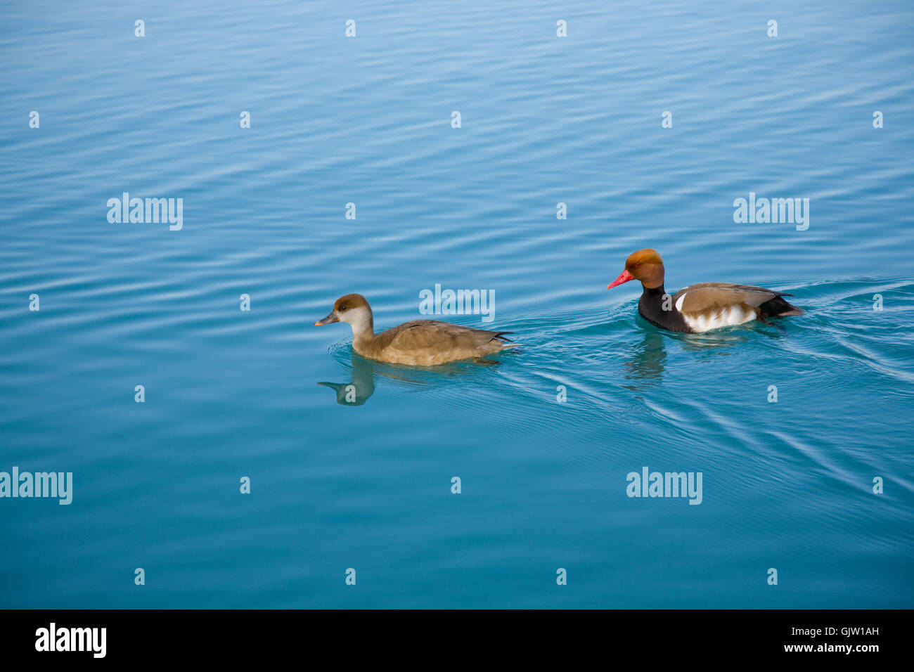 pochards pair on the lake. Stock Photo