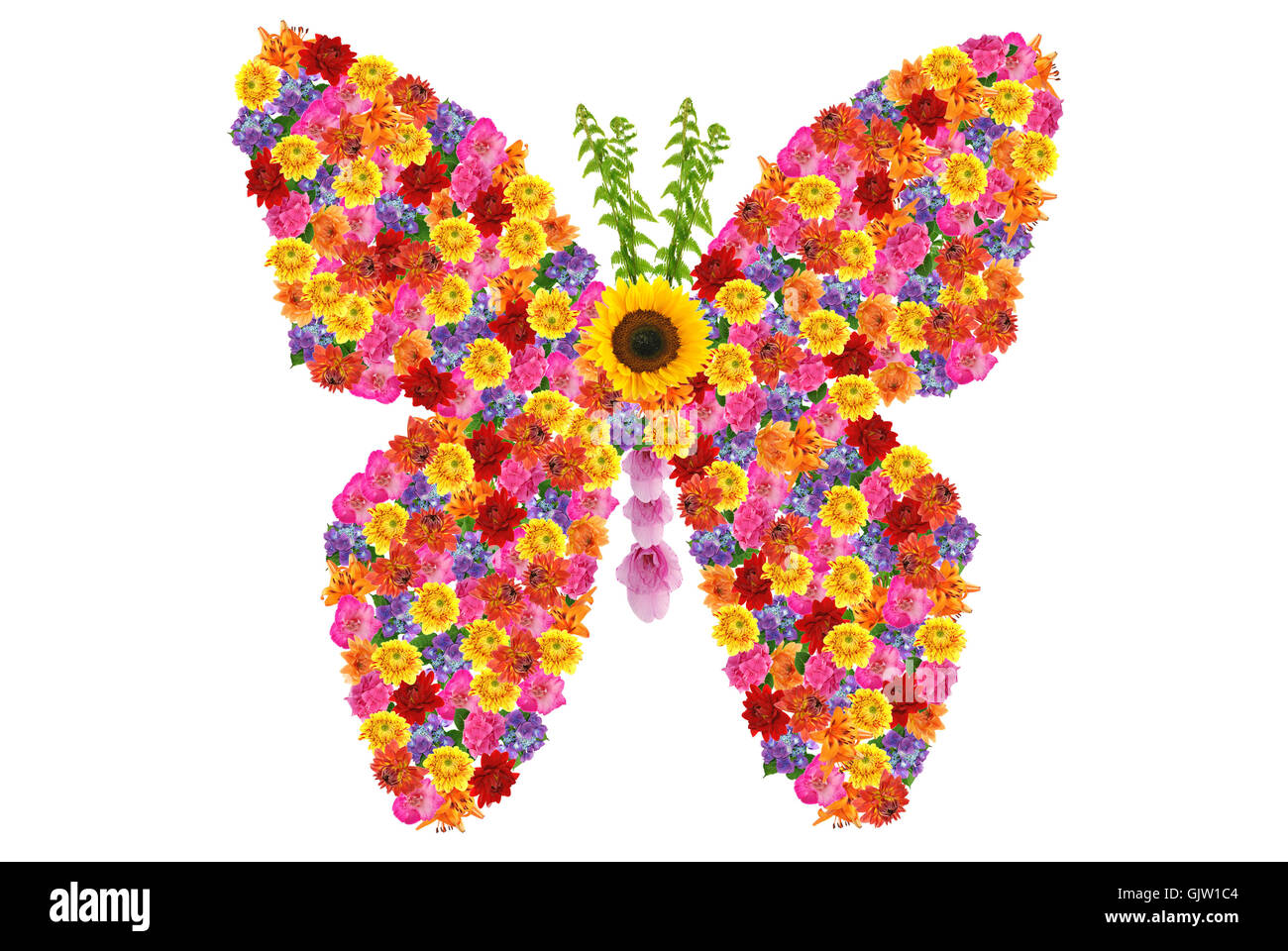 butterfly coloured colourful Stock Photo