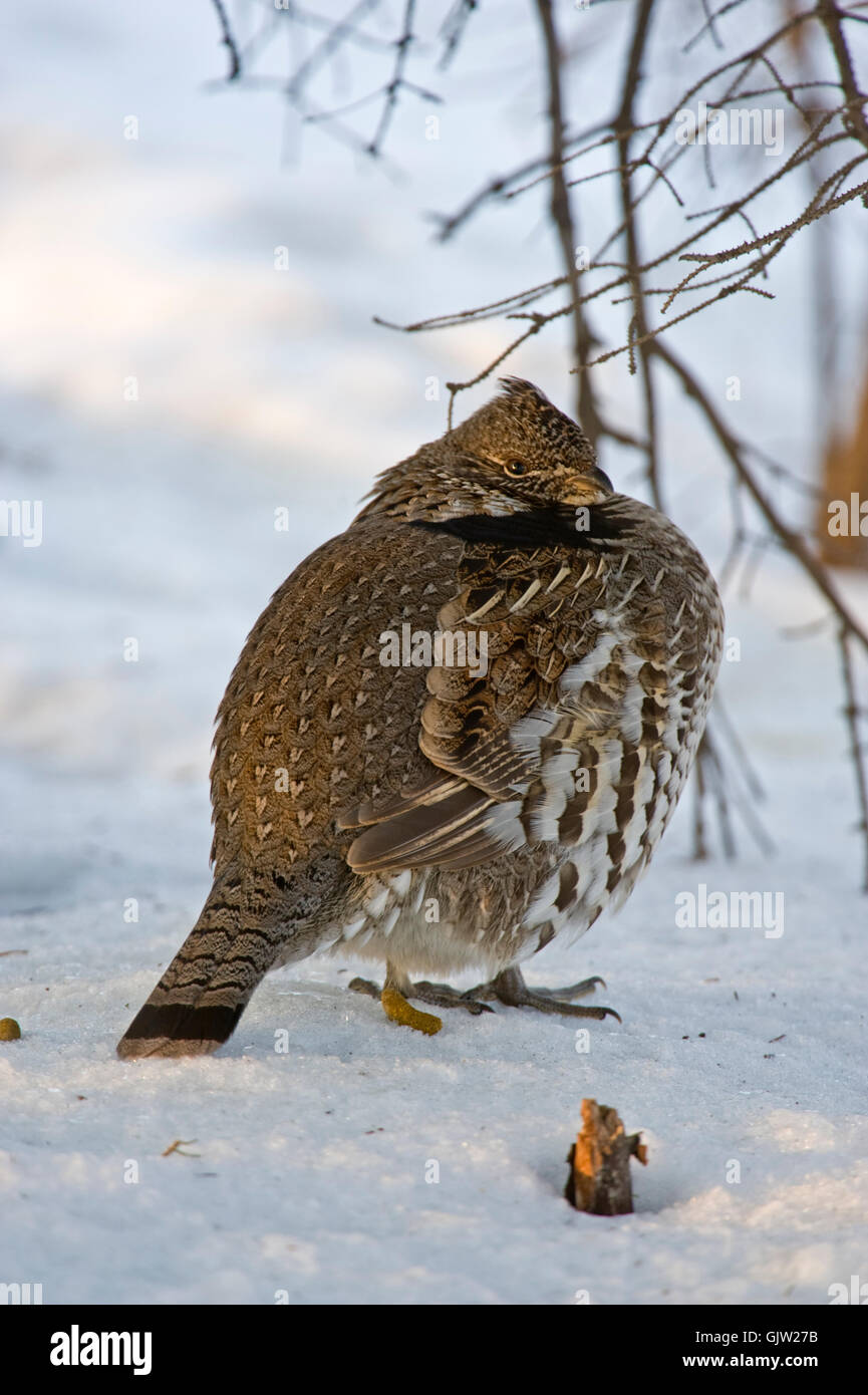 Ruffed grouse (Bonassa umbellus) loafing on woodland floor- 'fluffed up' in winter temperatures, Lively, Ontario, Canada Stock Photo