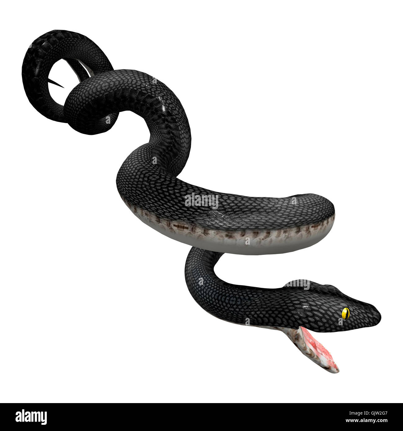 3D rendering of a southern black racer snake isolated on white background Stock Photo