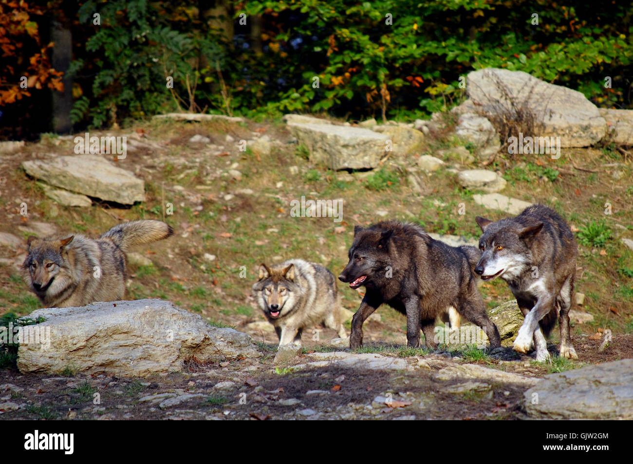 Skin pack hi-res stock photography and images - Alamy