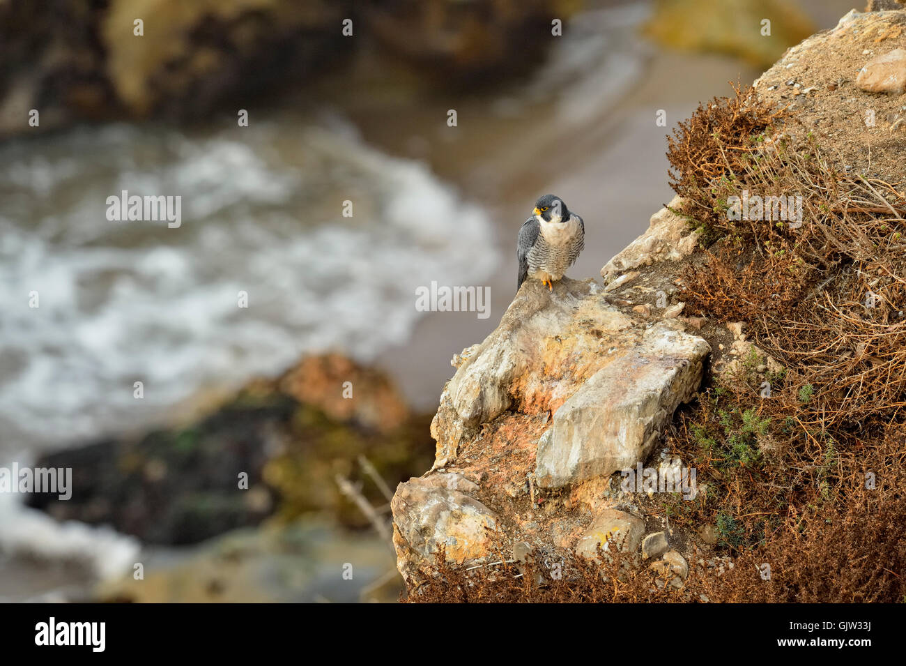Peregrine Falcon (Falco peregrinus) Perched on seaside cliffs, Pismo Beach, California, USA Stock Photo