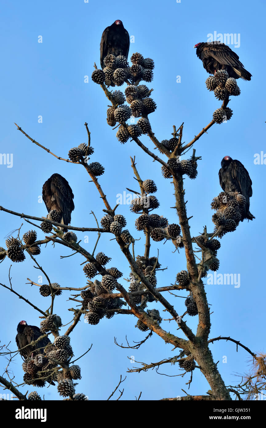 Turkey Vulture (Cathartes aura) roosting in pine tree, Morro Bay State