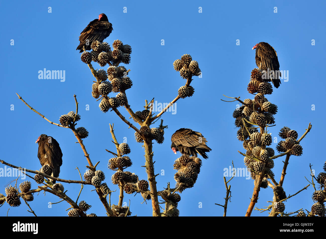 Turkey Vulture (Cathartes aura) roosting in pine tree, Morro Bay State