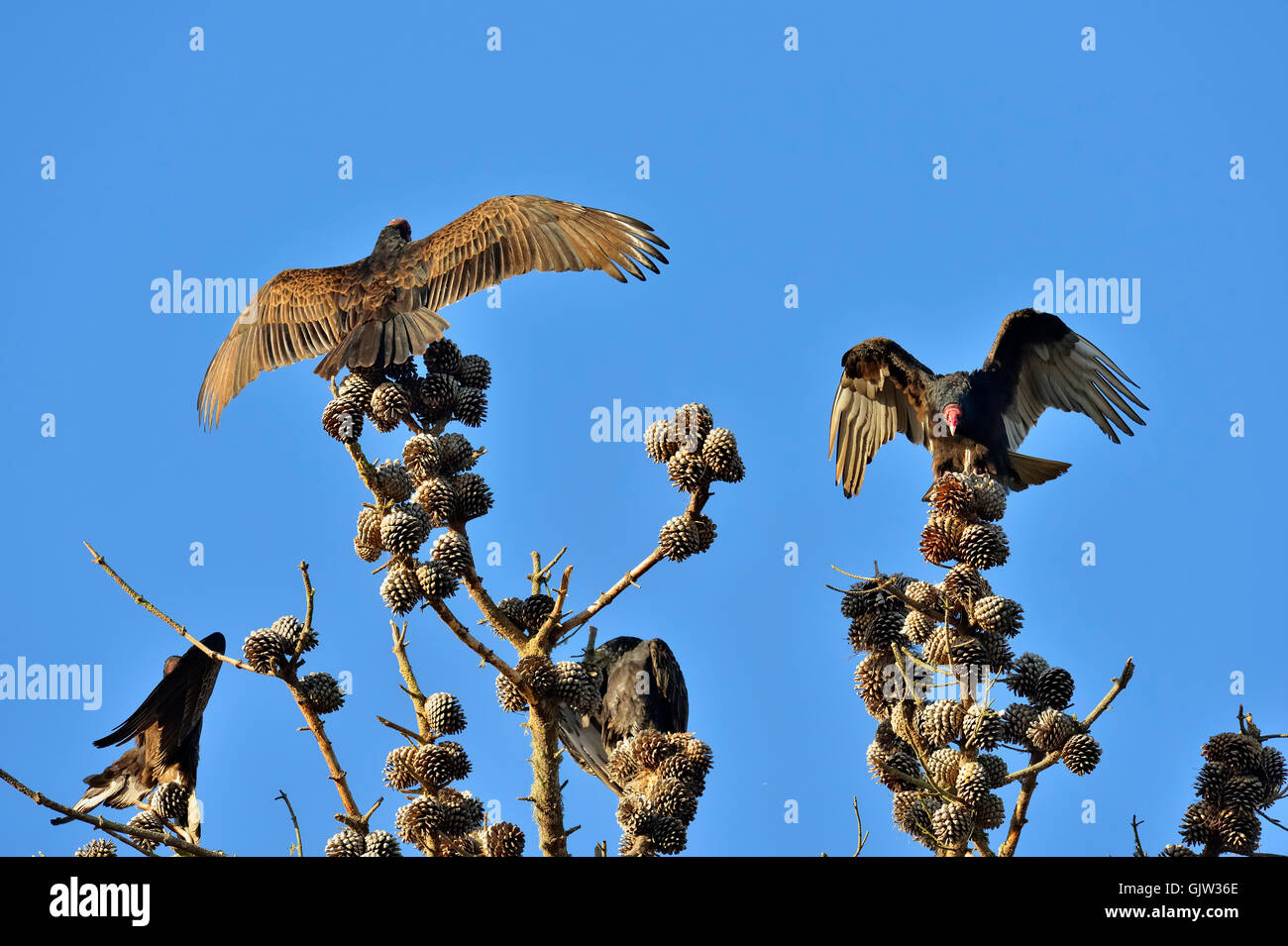 Turkey Vulture (Cathartes aura) roosting in pine tree, Morro Bay State