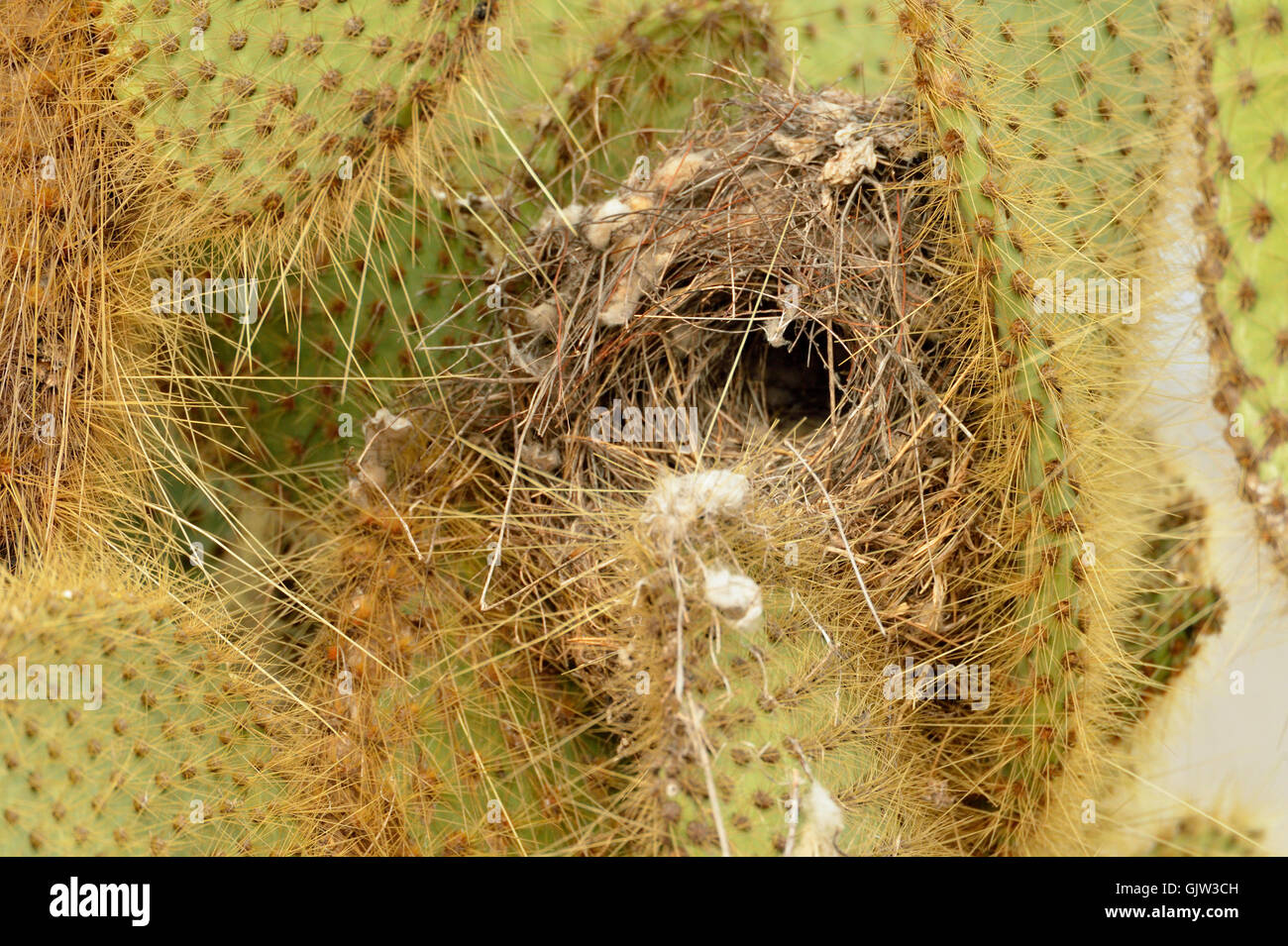 Galapagos finch nest in Opuntia cactus, Galapagos Islands National Park, Santa Cruz Island, Dragon Hill, Ecuador Stock Photo
