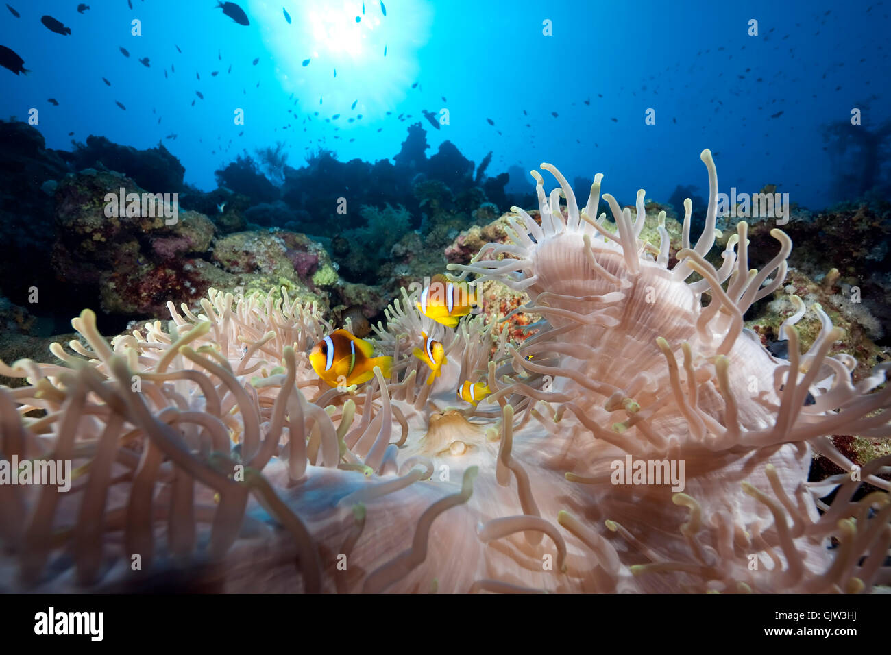 blue shine shines Stock Photo - Alamy
