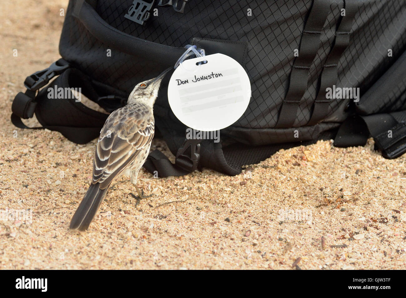 Galapagos mockingbird (Nesomimus spp.), Galapagos Islands National Park, Espanola (Hood) Island, Punta Suarez, Ecuador Stock Photo