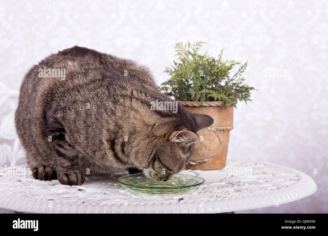 A cat eats canned cat food from a green glass dish on white table Stock Photo