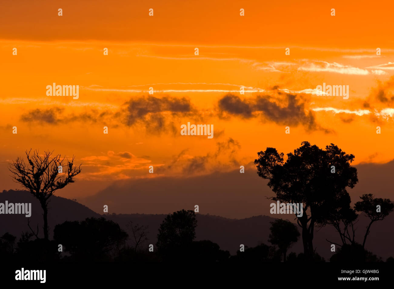 Backdrop Savannah Sunset High Resolution Stock Photography and Images ...